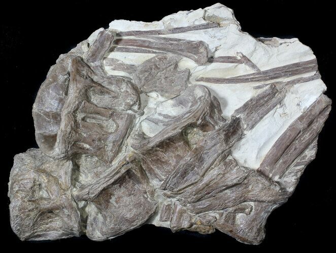 Plate of Xiphactinus (Cretaceous Fish) Vertebra & Ribs #62789
